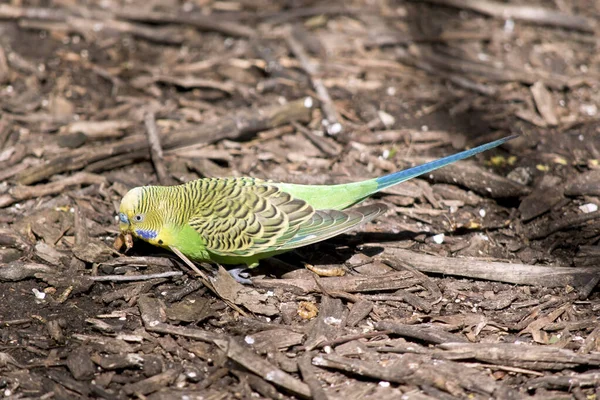 This is a parakeet eating a grub — Stock Photo, Image