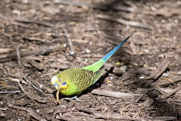 The parakeet is eating a grub — Stock Photo, Image