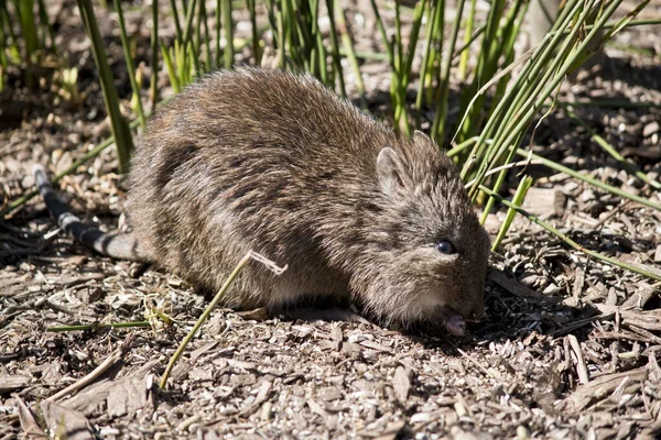 Esta é uma vista lateral de um potoroo — Fotografia de Stock