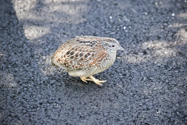 Dit is het zijaanzicht van een kwartel — Stockfoto