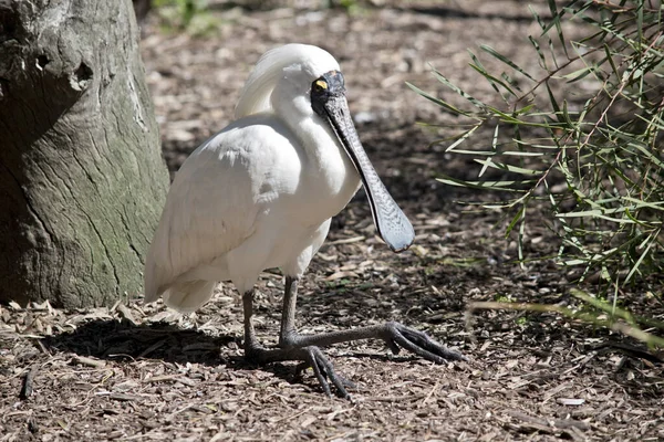 De koninklijke lepelaar zit neer — Stockfoto