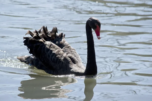 The back swan is floating on the lake — Stock Photo, Image