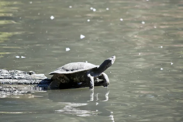 The turtle has his toes in the water — Stock Photo, Image