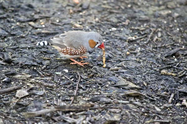 This is a side view of a zebra finch  eating a meal worm — Stock Photo, Image