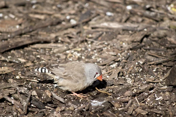 This is a side view of a zebra finch — Stock Photo, Image