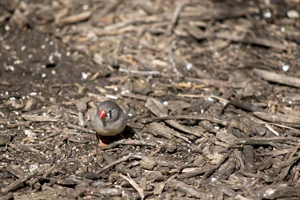 Zebra Finch Looking Food — Stock Photo, Image