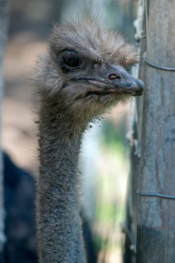 Devekuşu pembe gagalı, uzun gri bir kuştur.