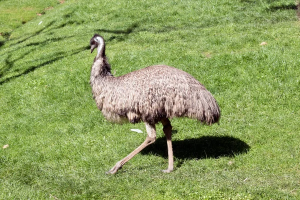 Αυτό Είναι Ένα Κοντινό Πλάνο Ενός Emu — Φωτογραφία Αρχείου