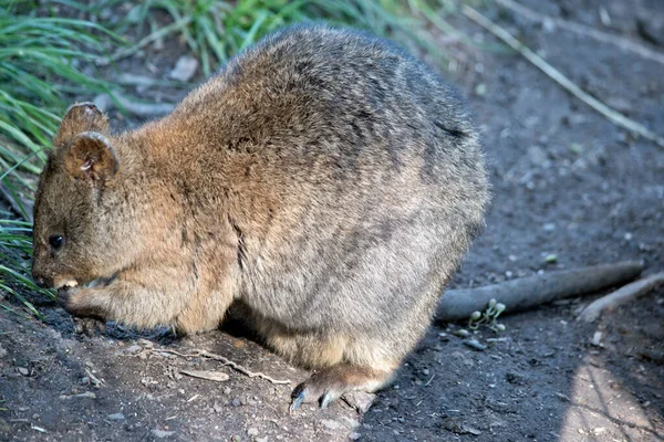 Quokka Eating Nut Holds His Paws — стоковое фото
