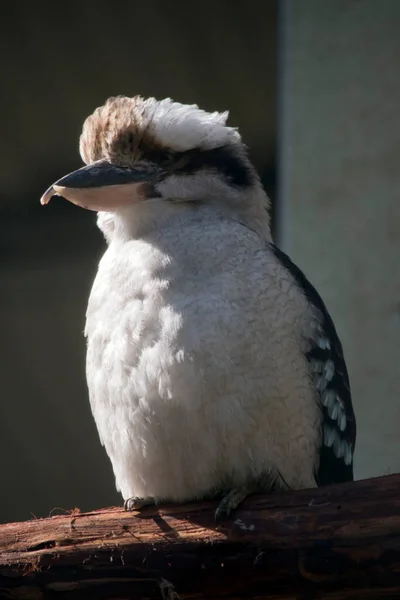 Risa Kookaburra Pájaro Blanco Marrón Con Una Voz Fuerte — Foto de Stock