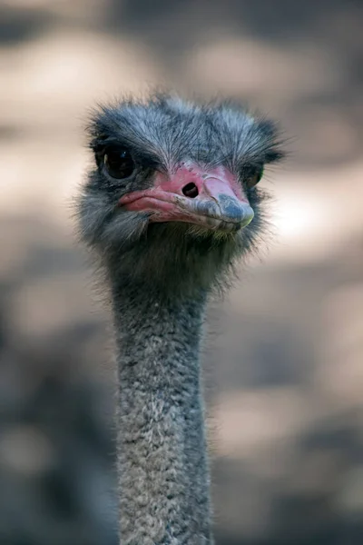 Strauß Ist Ein Großer Grauer Vogel Mit Rosa Schnabel — Stockfoto