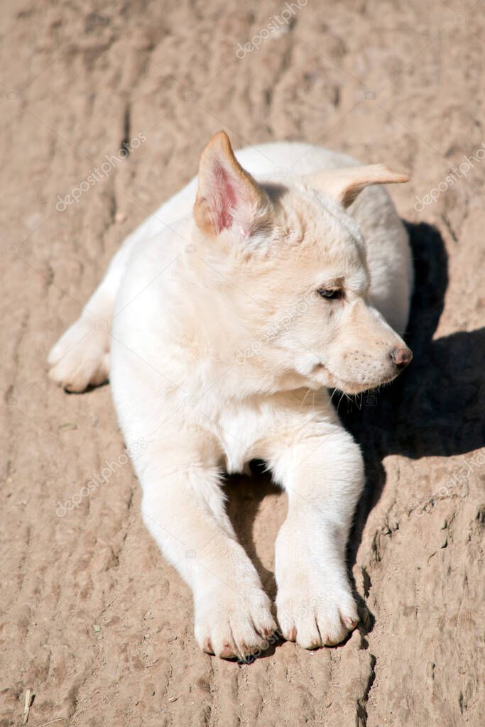 the white dingo pup is relaxing 