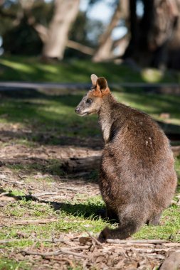 Bataklık valabisi gri, kahverengi ve beyaz göğüslüdür. Uzun bir kuyruğu var..