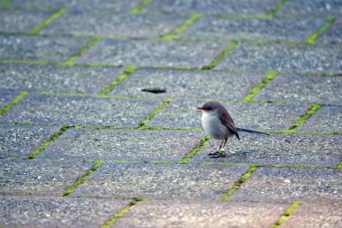 Muhteşem dişi perinin beyaz bir göğsü, kırmızı gagası, kahverengi ve gri kuyruğu vardır.