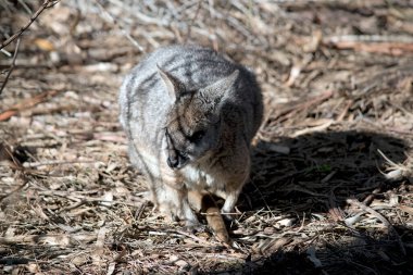 Tammar valabisi gri, beyaz ve kahverengi küçük bir kesedir.