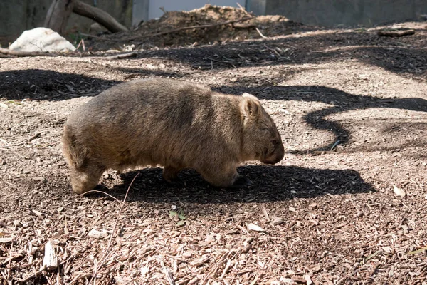 Wspólne Wombat Spacery Nogi Jak Pies — Zdjęcie stockowe