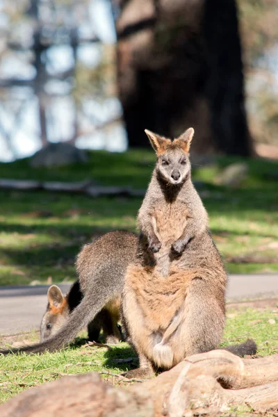 Swamp Wallaby Grey Brown Tan Chest Has Long Tail — Stock Photo, Image