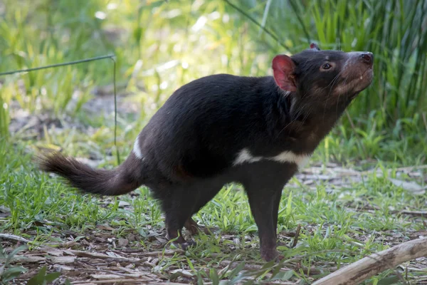 Diablo Tasmania Marsupial Blanco Negro Con Dientes Afilados — Foto de Stock