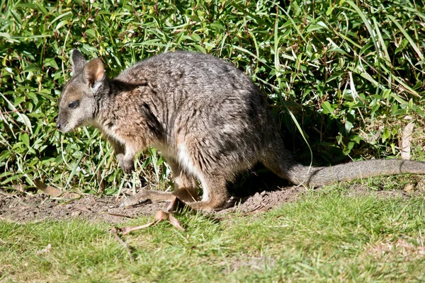 Wallaby Tammar Est Petit Marsupial Gris Blanc Brun — Photo