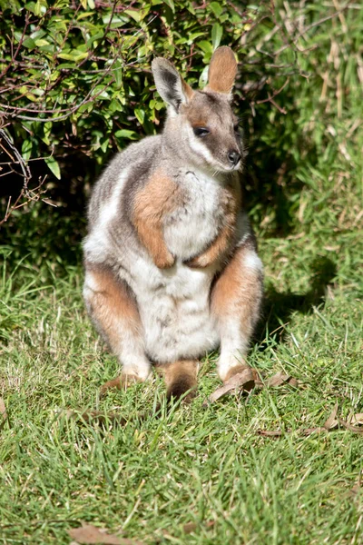 Sárga Talpú Szikla Wallaby Szürke Barna Fehér Mellkasú — Stock Fotó