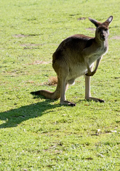 Dit Een Mannelijke Westerse Grijze Kangoeroe — Stockfoto