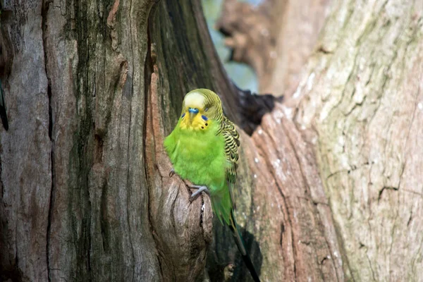 Budgerigar Small Green Bird Yellow Head White Forehead — Stock Photo, Image