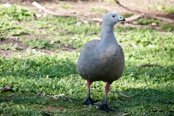 Cape Barren Goose Grey Yellow Beak White Foreheas Pink Legs — Stock Photo, Image