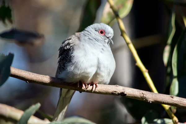 Elmas Güvercin Gri Beyaz Bir Göğüs Kanatlarında Beyaz Noktalar Var — Stok fotoğraf