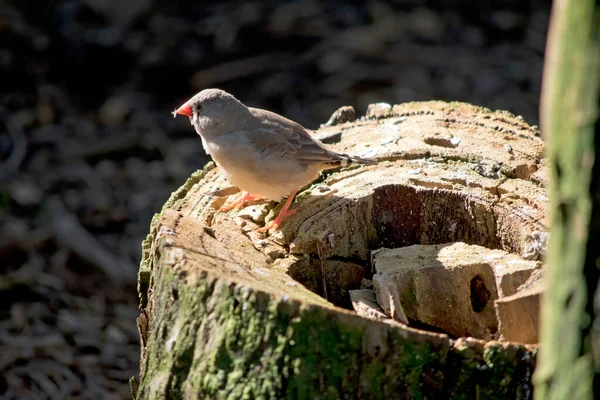 ゼブラフィンチは灰色と白の小さな鳥で赤いくちばしと黒と白の尾を持っています — ストック写真