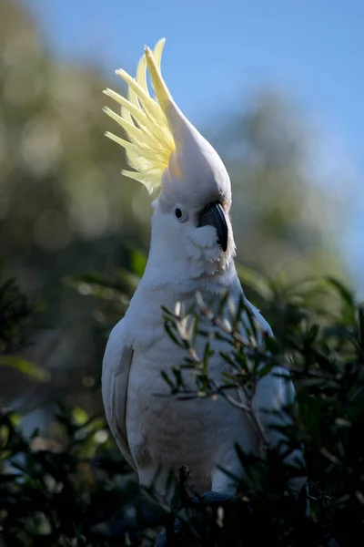 Cacatoès Crête Soufre Est Oiseau Blanc Avec Une Couronne Jaune — Photo