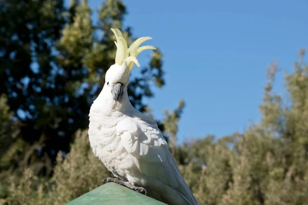 Sulphur Crested Cockatoo Showing His Feathers — Stock Photo, Image