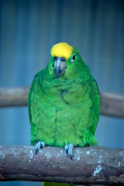 Yellow Fronted Amazon Perched Branch — Stock Photo, Image
