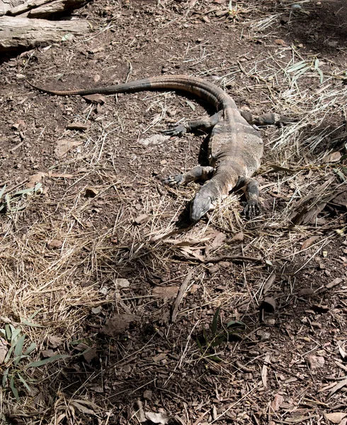 Lagarto Encaje Lagarto Negro Gris Crema — Foto de Stock