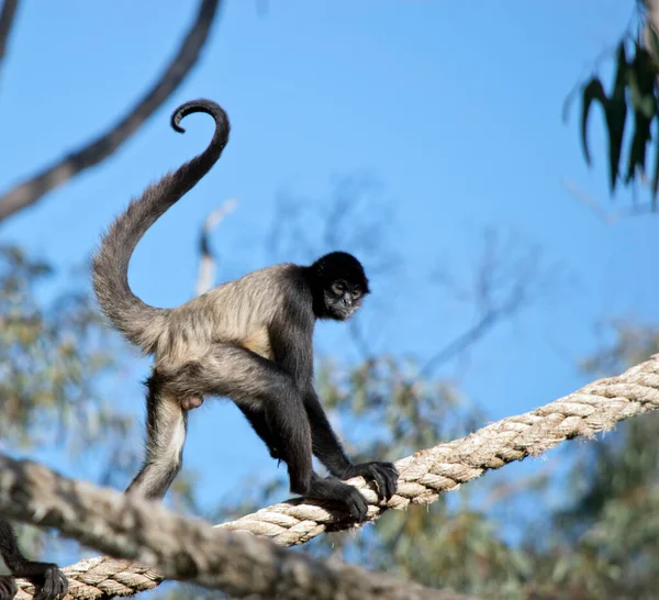 Male Spider Monkey Has Long Tail — Stock Photo, Image