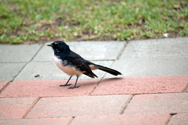 Willy Wagtail Small Black White Bird — Stock Photo, Image