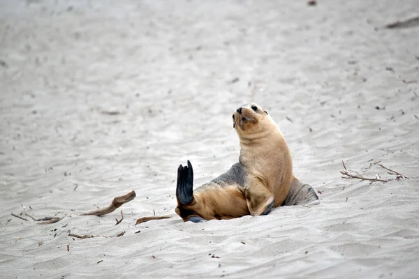 Sea Lion Pup Grey White Black Eyes Black Flippers — Stock Photo, Image