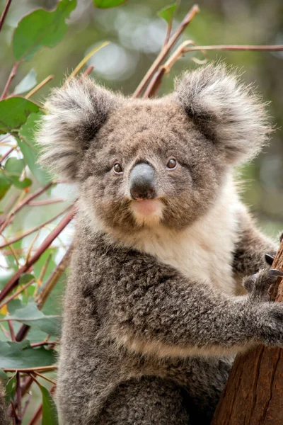 Genç koala gri ve paslı tüylü kulakları var.