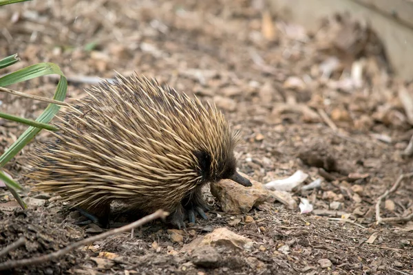 Short Nosed Echidna Looking Ants — Stock Photo, Image