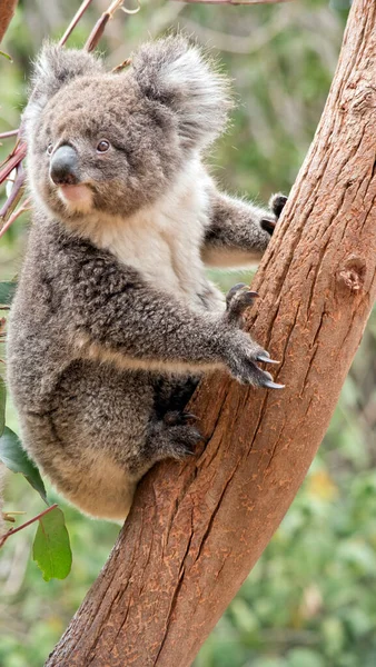 Der Junge Koala Steht Auf Einem Baum — Stockfoto