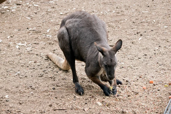 Wallaroo Est Gris Blanc Kangourou Roux — Photo