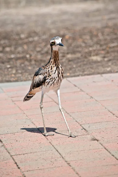Çalı Taşı Kıvrımı Uzun Bir Kuştur Tehlikede Olduğunda Hareketsiz Kalır — Stok fotoğraf