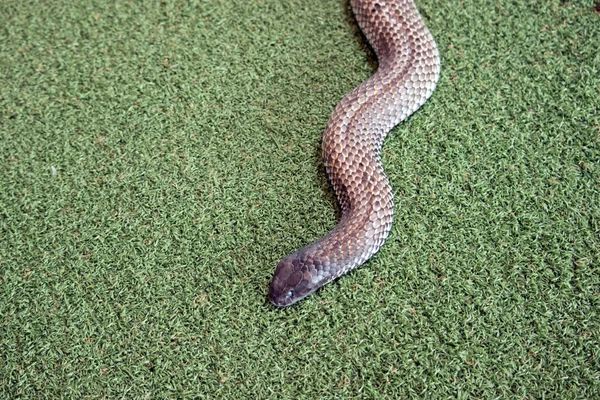 Cobra Tigre Ilha Canguru Uma Cobra Venenosa Longa Encontrada Ilha — Fotografia de Stock