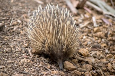 Kısa burunlu ekidna karıncaları arıyor.