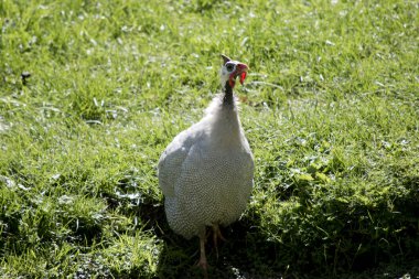 Kask kuşunun beyaz benekleri, gri gövdesi, kırmızı gagası, beyaz yüzü ve kızıl sakalı vardır.