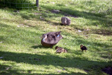 Pasifik siyah ördeği siyah gagalı krema ve kahverengidir