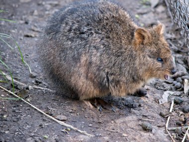 Kuokka çitin yanında duruyor.