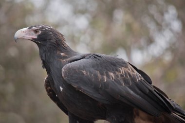 Bu bir kama kuyruklu kartalın yakın çekimi.