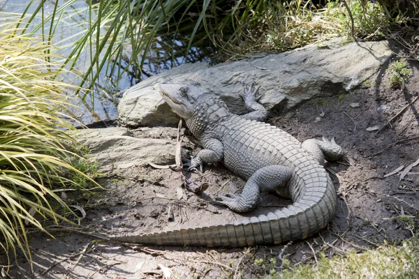 Alligator Repose Soleil Car Sang Froid — Photo