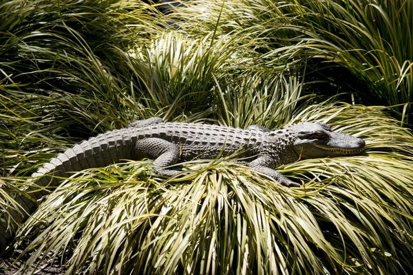 Alligator Attend Bondir Sur Tout Qui Dépasse — Photo