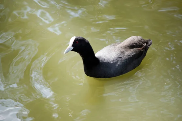 Der Blässhühner Schwimmt See — Stockfoto